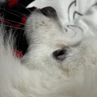 فروش پامر ۲ ساله نر|سگ|مشهد, چهارچشمه|دیوار