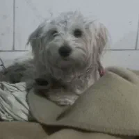سگگ