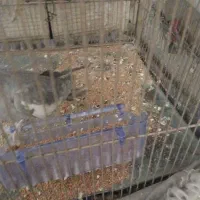 عروس|پرنده|محمدیه-قزوین, |دیوار