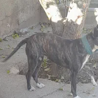 میکس داگوارژانتین کن کسرو