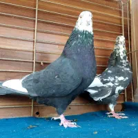 جفت رستاخیز|پرنده|تهران, نیروی هوایی (پیروزی)|دیوار