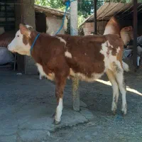 گوساله ماده سیمینتال اصلی لیشه گاو