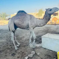 شتر نر|حیوانات مزرعه|قشم, |دیوار