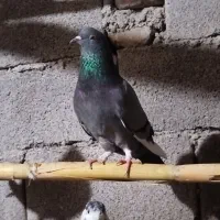 چهل عدد کبوتر به شرط