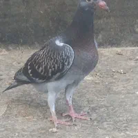 یک جفت نروماده