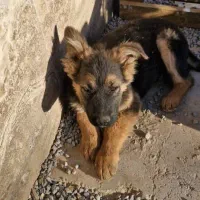 توله ژرمن اصیل نر و ماده