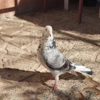 کبوتر شازده