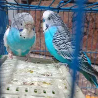 مرغ عشق جفت