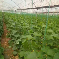 باسلام آب و زمین کشاورزی فروشی|فروش زمین و ملک کلنگی|راین, |دیوار