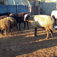 میش نژاد دار شال.  و فروش میش و بره