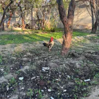 خروس مینیاتوری