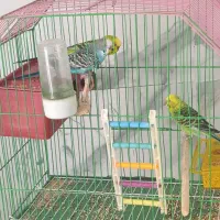 مرغ عشق|پرنده|جم, |دیوار