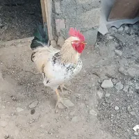 خروس محلی|حیوانات مزرعه|اشنویه, |دیوار