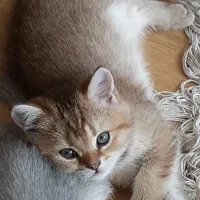 گربه