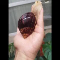 حلزون مارژیناتا ایماکولاتا|خزنده|اصفهان, چرخاب|دیوار