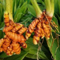 فروش ویژه روغن خالص زردچوبه تولید داخل|آرایشی، بهداشتی، درمانی|تهران, شهرک علم و فناوری|دیوار