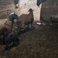 میش وبره