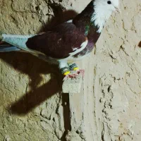 کبوتر|پرنده|شیروان (خراسان), |دیوار