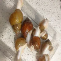 حلزون کلاژن ساز آلبینو و جیدتایگر