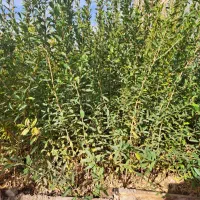 نهال انار گلدانی