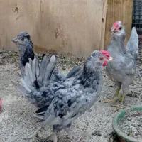 جوجه خروس گلین