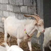 تکه سانن بز معاوضه با گوسفند بره دار