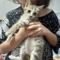 گربه‌ی گم شده