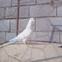 کفتر|پرنده|رودهن, |دیوار