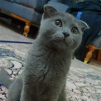 گربه اسکاتیش بلو