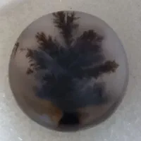 نگین شجر تک درخت