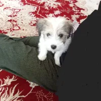 سگ شتیزو سه ماه ماده1500 قیمت مفت