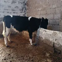 گوساله ماده