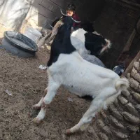 بز نر یک ساله