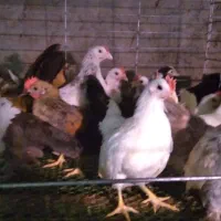 نیمچه خروس مینیاتوری ۳ ماهه