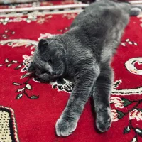 گربه|گربه|بندر گناوه, |دیوار