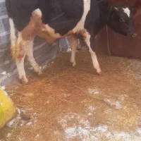 گوساله نر جنس خوش خوراک بدون ایراد