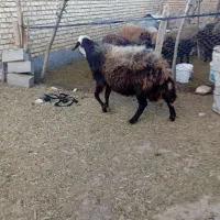 قوچ قزل افشار