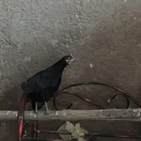 خروس  و مرغ سیاه  عربی|حیوانات مزرعه|حمیدیه, |دیوار