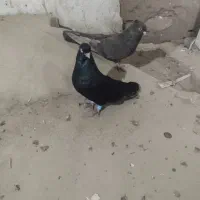 کبوتر|پرنده|میاندوآب, |دیوار