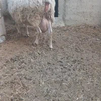 گوسفند رومن چند قلو زا بشرط