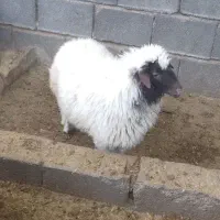 بره و بزغاله|حیوانات مزرعه|ایلام, |دیوار