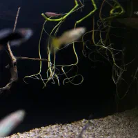 ما هی|ماهی|کرمانشاه, |دیوار