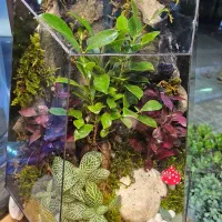 تراریوم چندوجهی دیوار صخرهای|گل و گیاه طبیعی|مشهد, امیر|دیوار