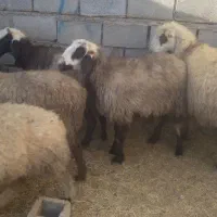 ۱۸راس میش ترکی ودورگ جفتی ۲۸۵۰۰۰۰۰|حیوانات مزرعه|بهمن صغاد, |دیوار