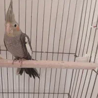 عروس هلندی|پرنده|کرج, کیانمهر|دیوار