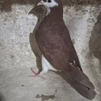 ساده سرخ دم کلاغ