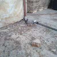 مسافتی کاکلی|پرنده|قم, شاه سید علی|دیوار