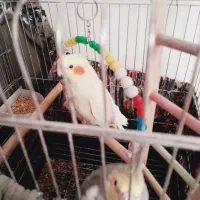 عروس هلندی جفت