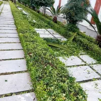 علفتراشی  بریدن درخت وکلیه کارهای  باغبانی|خدمات باغبانی و درختکاری|نوشهر, |دیوار