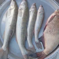 ماهی  سوف و شاه میگو